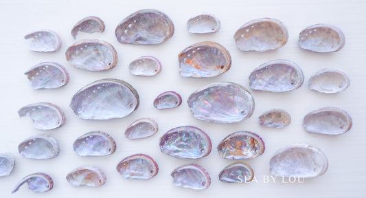 Abalone shells mother of pearl surface green ormer shells from Portugal 