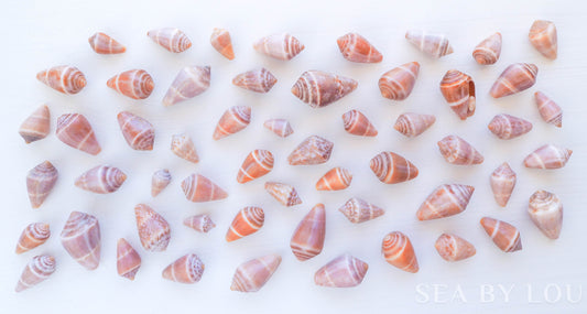 Banner of Portuguese Mediterranean Cone Shells 