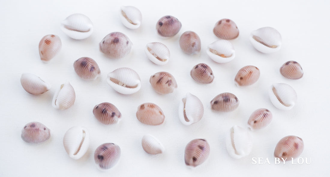 European cowrie shell portugal, spotted cowrie, trivia monacha sea by lou