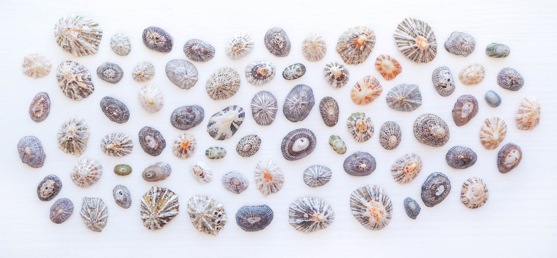 Limpet shells from Portugal mixture banner, Patella, European Limpet Shells, Mediterranean Limpet Shells from Algarve