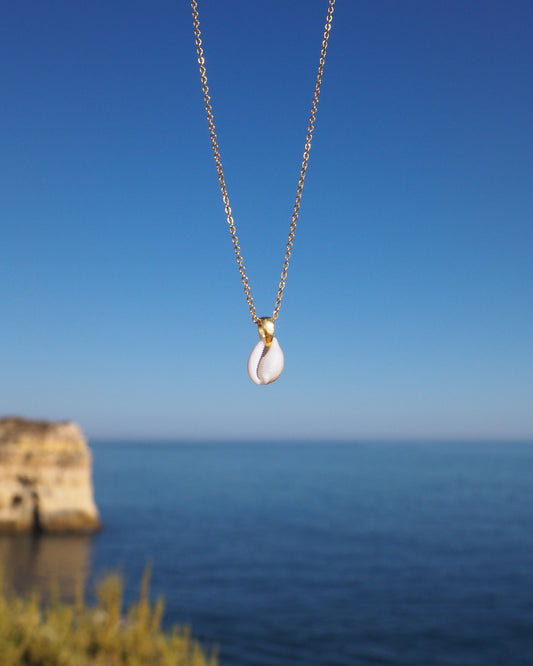 Cowrie Shell from Portugal, beijinhos do mar