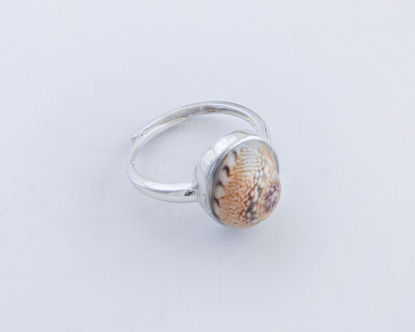 SEASHELL 925 SILVER RING ~ Tritia Neritea Shell