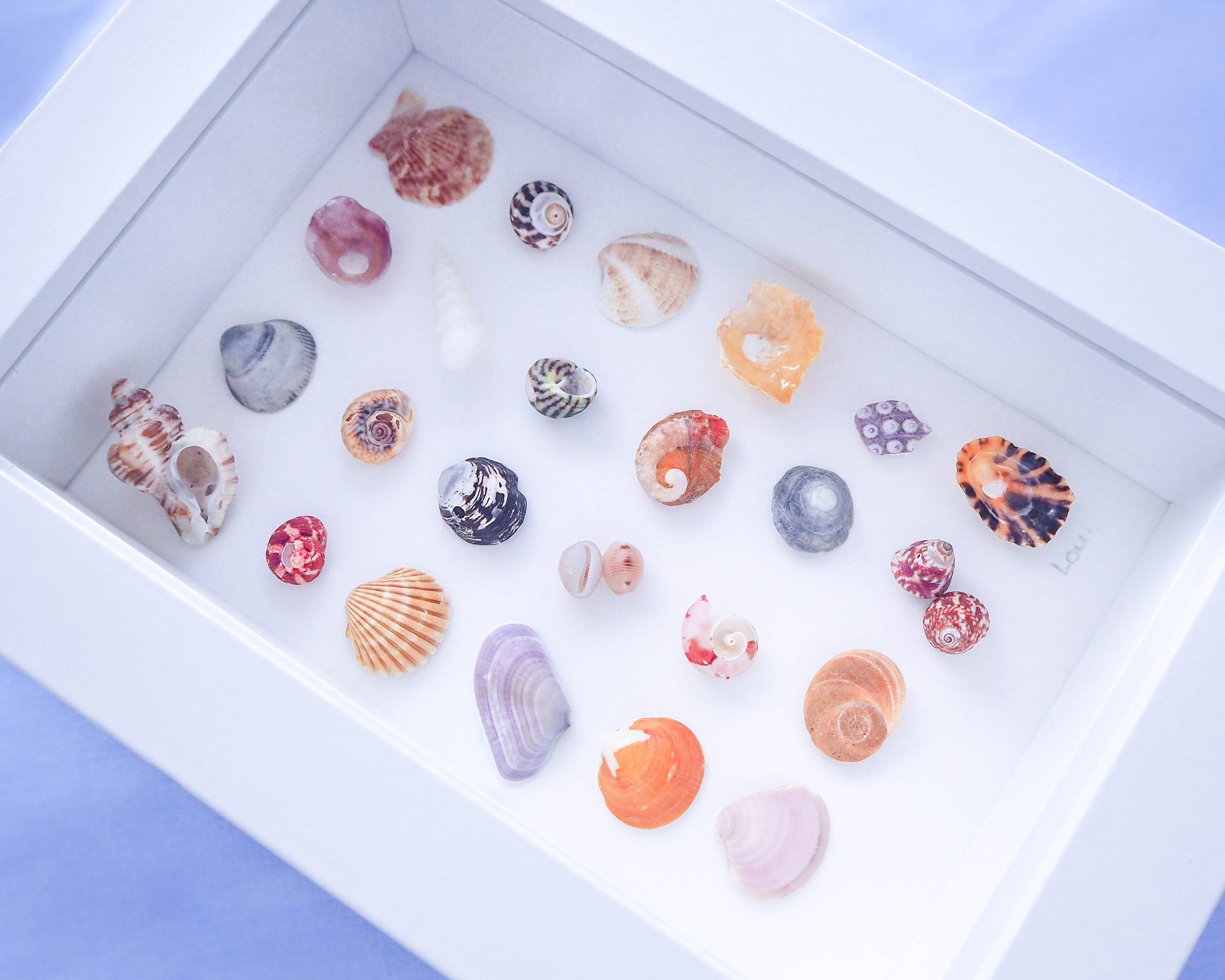 A captivating overview of the Portuguese Seashore Mini Mix featuring 24 tiny beach treasures curated in a miniature masterpiece, seabylou, SEA by LOU