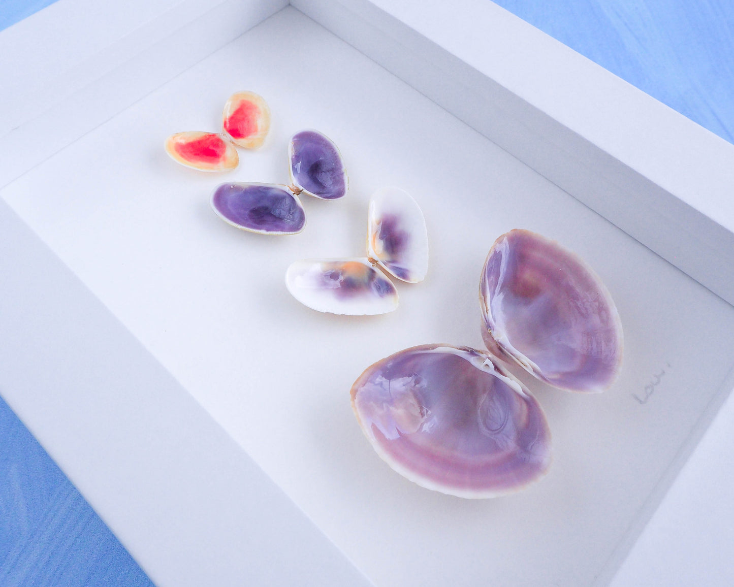 Four Seashell Purple Pink Butterflies in frame coastal artwork from Portugal, Coastal Decor Sea by Lou, Seabylou