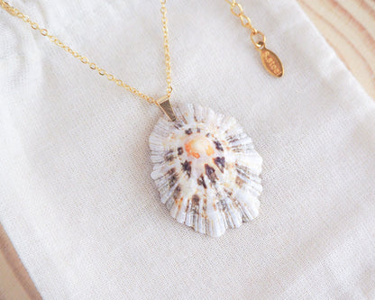 Limpet Shell Necklace on display with Gold Stainless Steel Chain, Ocean Inspired Jewelry, Sea by Lou