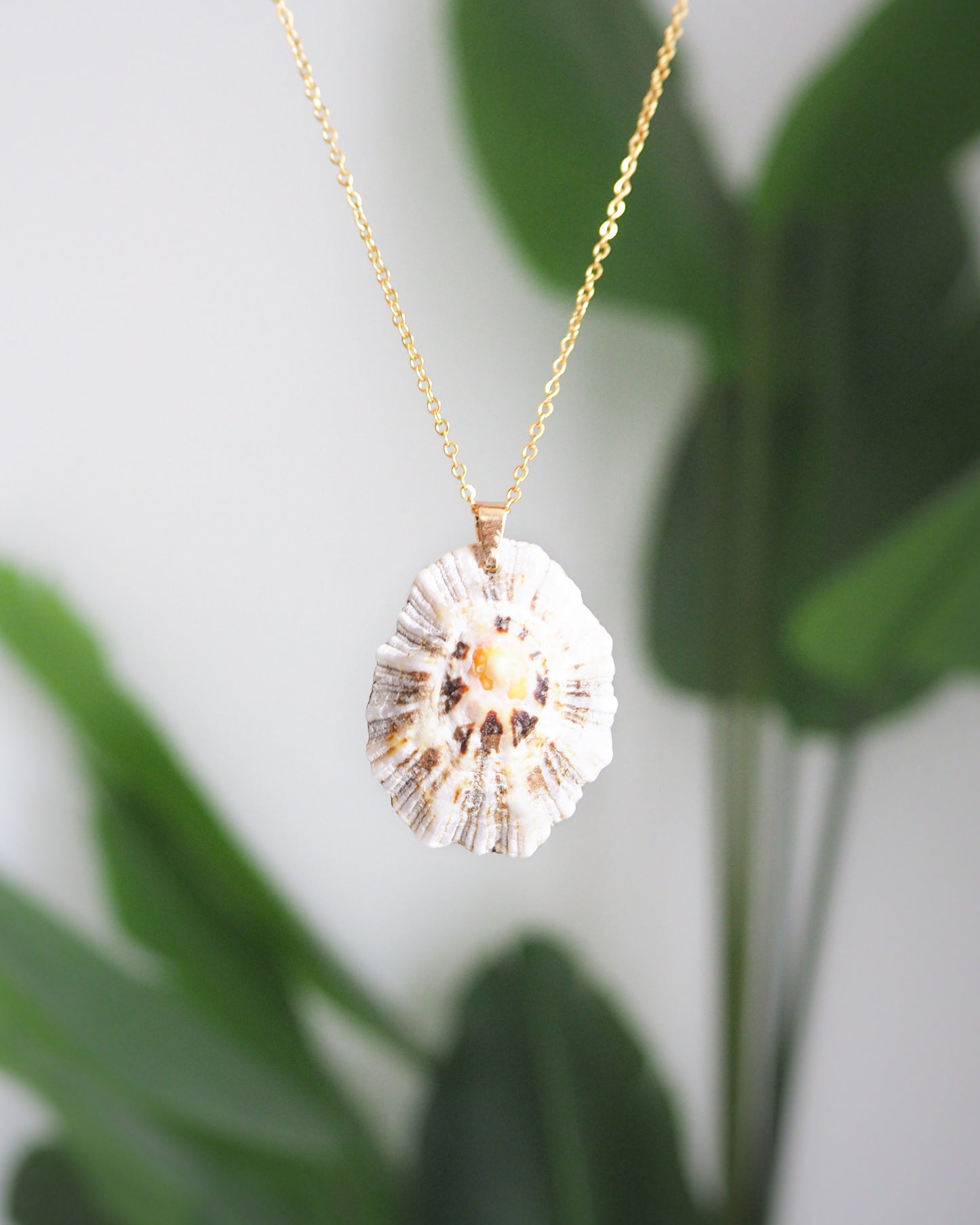 Limpet Shell Necklace with Gold Stainless Steel Chain, Ocean Inspired Jewelry, Sea by Lou