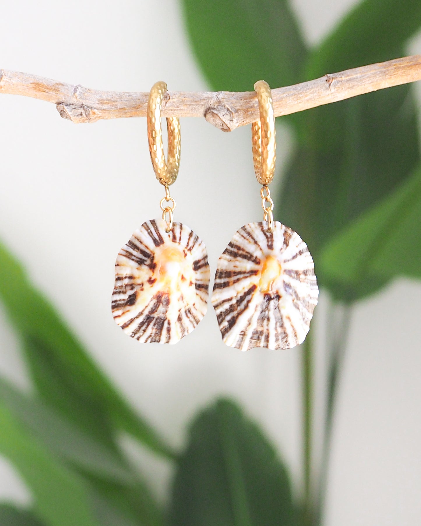 Gold Limpet Shell Earrings front view