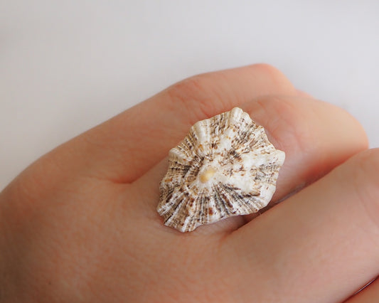 Silver Limpet Shell Ring on finger